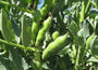 Bean Seed , Fava Windsor Bush, Heirloom, Organic, Non Gmo Seeds, Tasty, Buttery N Healthy
